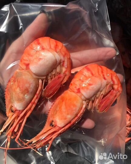 Огромная Гребенчатая Креветка Ботан Эйби