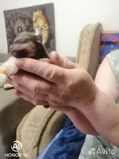 Той-терьер щенки