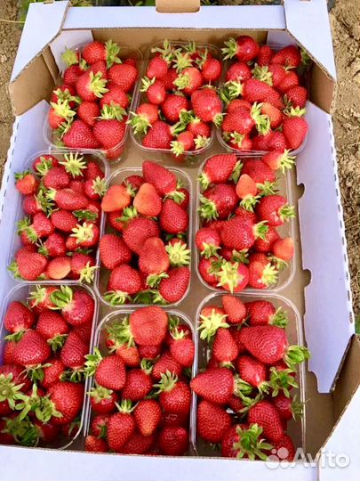 Продажа клубники и саженцы