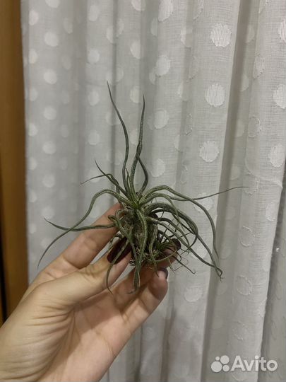 Атмосферные тилландсии