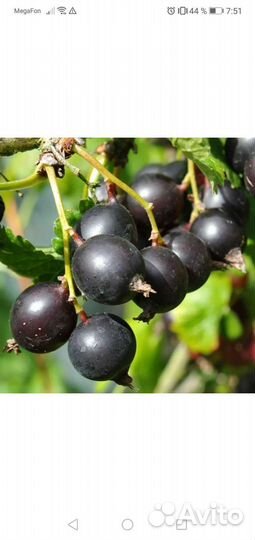 Смородина (йошта), крыжовник