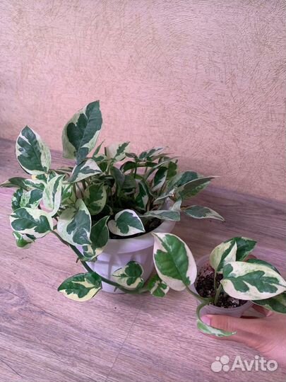 Сциндапсусы (эпипремнумы) комнатные растения