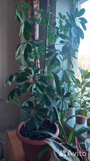 Комнатные цветы шефлера