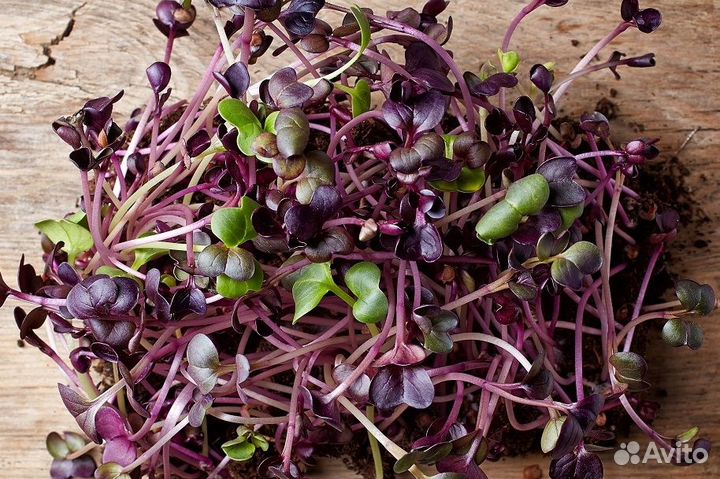Редис листовой Розовый (семена)