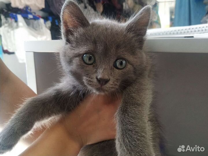 Кошка британка
