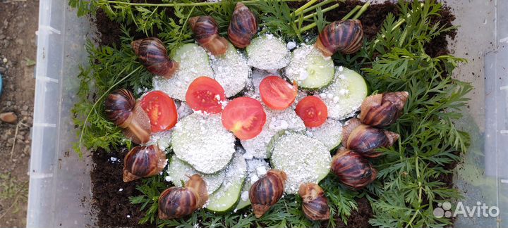 Отдам в добрые руки