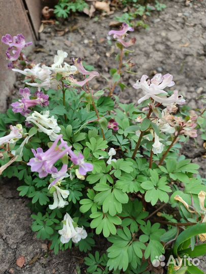 Гравилат, хохлатки, маргаритки