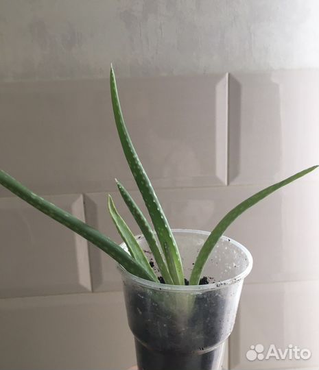 Комнатные цветы алоэ