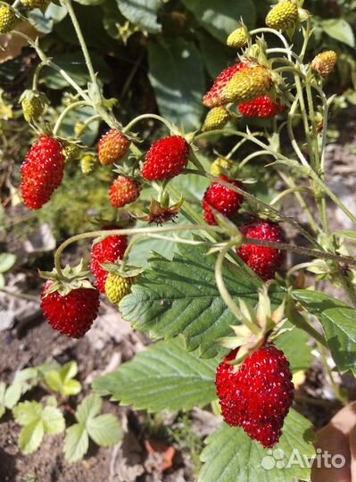 Земляника ремонтантная