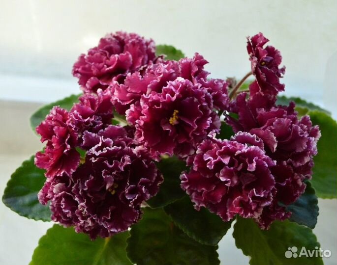 Детки сортовых фиалок