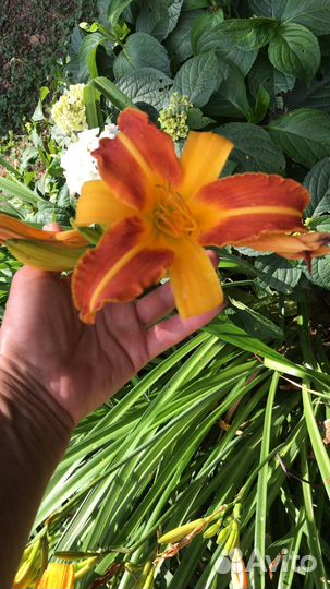 Лилейники сортовые