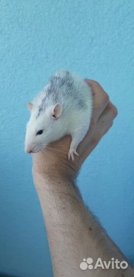 Крысята Дамбо с клеткой окр Хаски