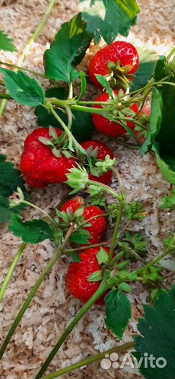 Земклубника Купчиха, Сударушка, Максим