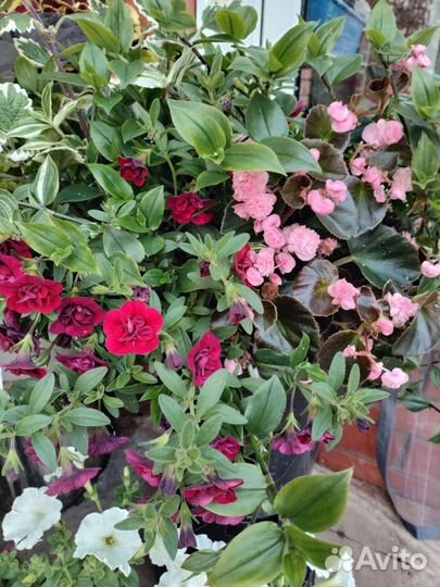 Бегония вечноцветущая махровая