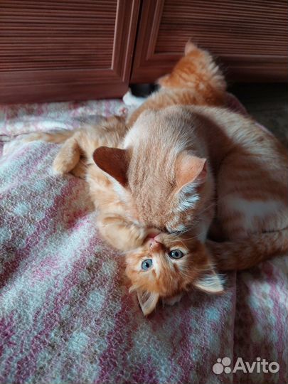 Котята рыженькие