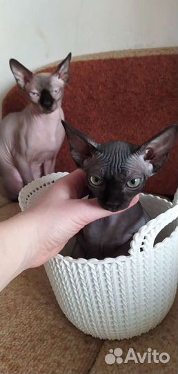 Передержка - зоогостиница