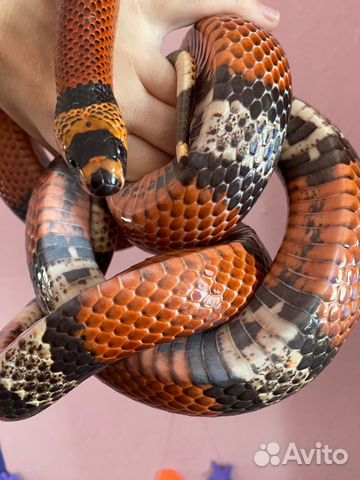 Продам змею "Синалойская молочная змея"