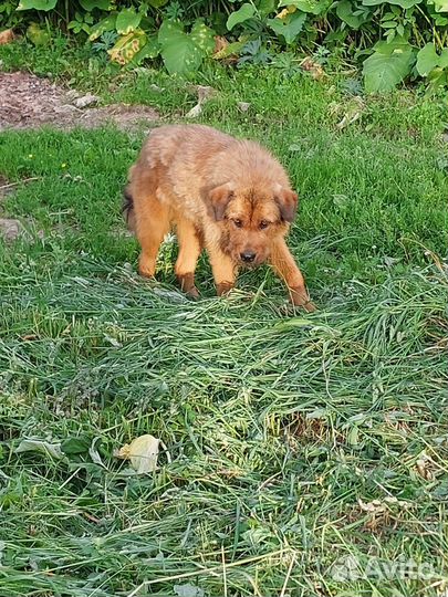 Найдена собака