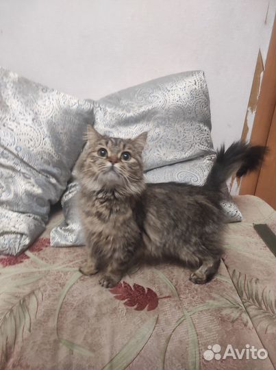 Кошки в добрые руки
