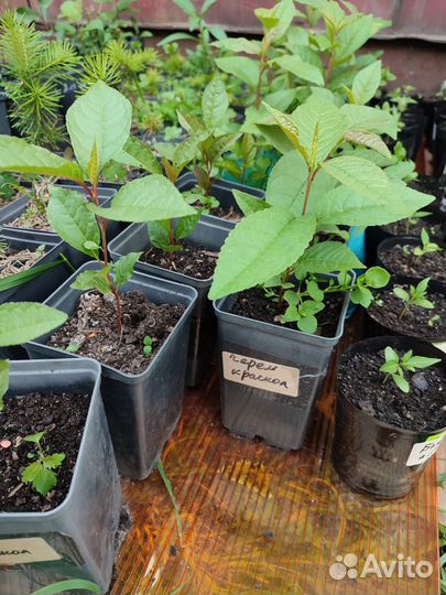 Черемуха краснолистная