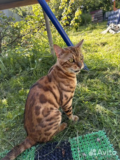 Бенгальский кот