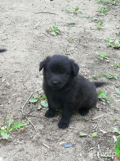 Щенки на охрану девочки