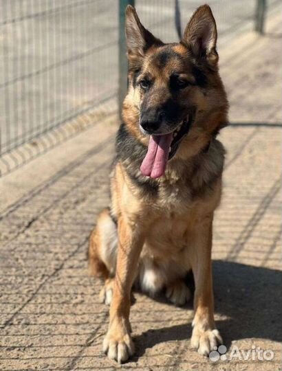 Немецкая овчарка в дар