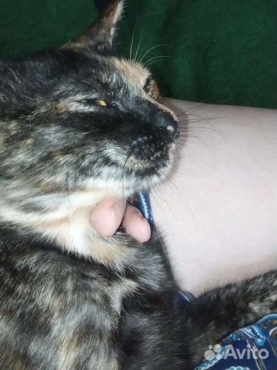 Кошечка в добрые руки