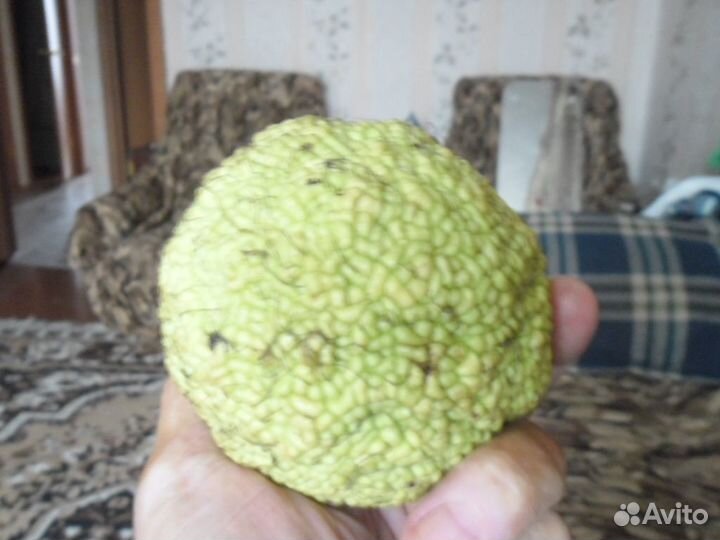 Маклюра