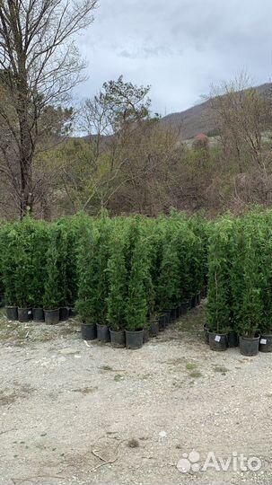 Кипарисовик лейланда 200-220 см в С20