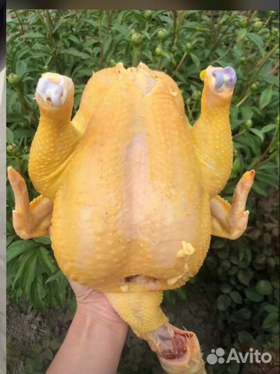 Куры бройлеры тушки