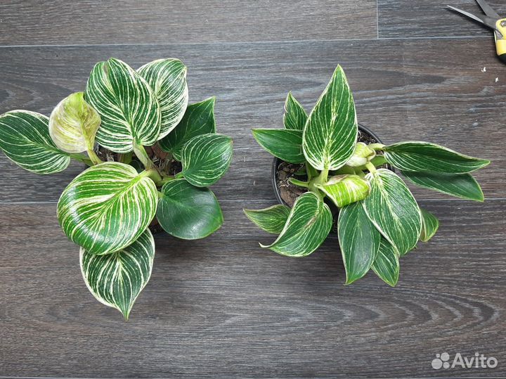 Филодендрон Биркин