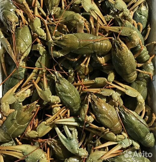 Продам живые раки