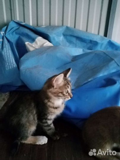 Котята бесплатно