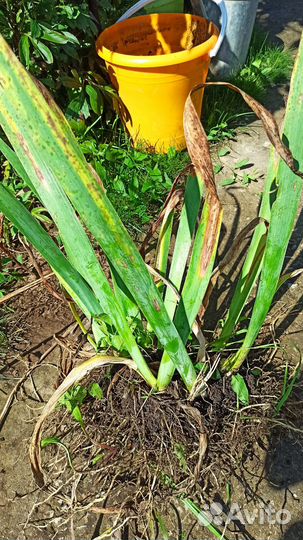 Ирисы синие