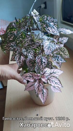 Комнатные цветы