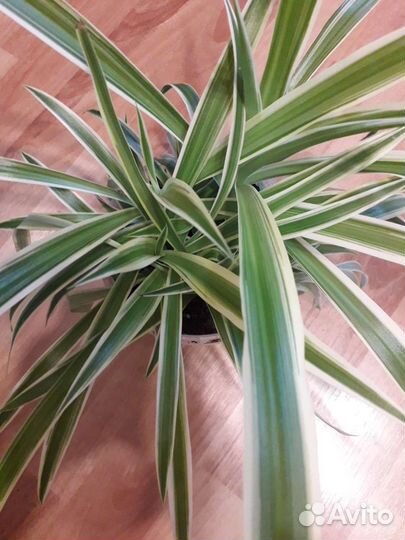 Хлорофитум Лаксум