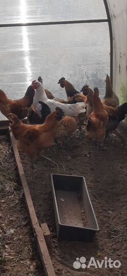 Петухи лакеданзи