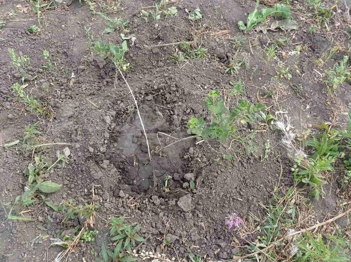 Участок 7 сот. (ИЖС)