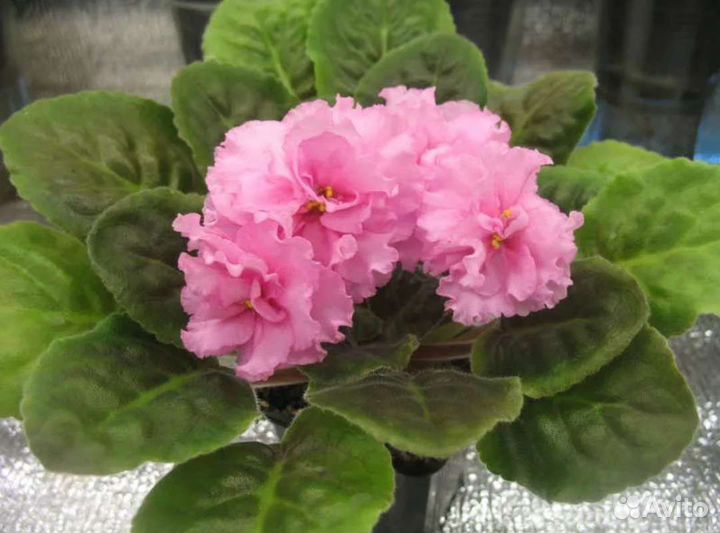 Фиалки сортовые - детки