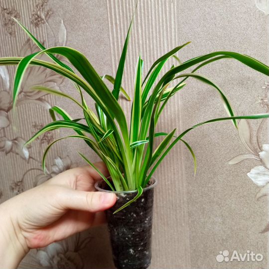 Хлорофитум лаксум