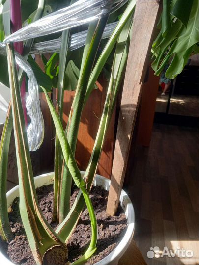 Комнатные цветы манстера