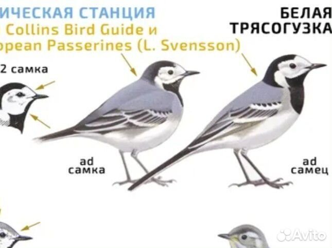 Трясогузка купить