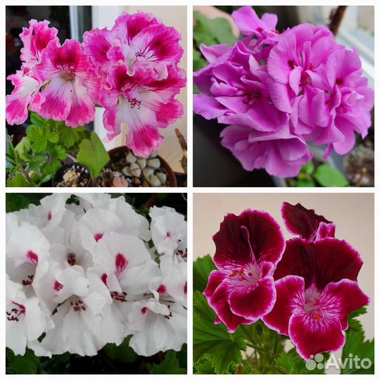 Пеларгония (герань), бугенвиллия разные