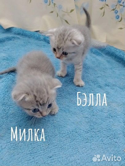 Шотландская