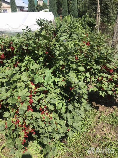 Смородина красная