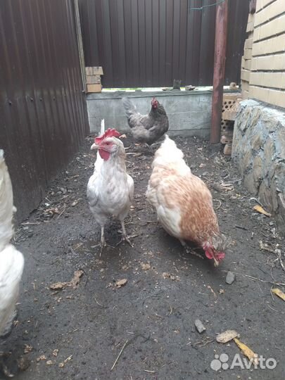 Продам курей