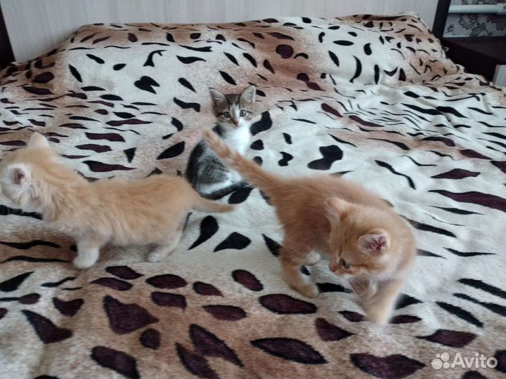 Котята в добрые руки