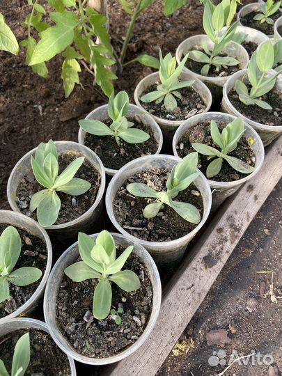 Рассада эустомы