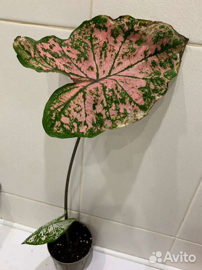 Луковичные растения